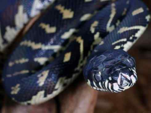 龙:传说的兽原型探秘(树蟒类) 龙:传说的兽原型探秘(树蟒类)