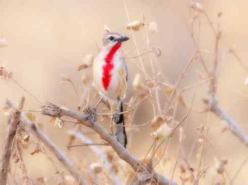 美丽无罪：雀鸟之丛伯劳