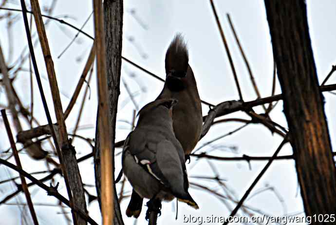 大观园飞来太平鸟
