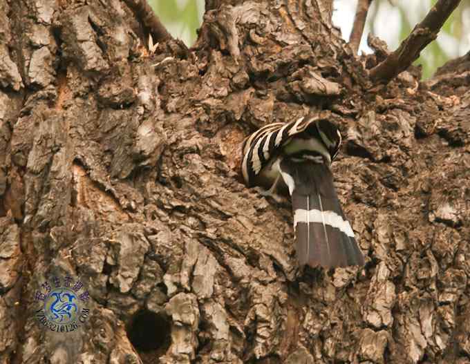 首次拍到戴胜奇观（组图，20张图片）