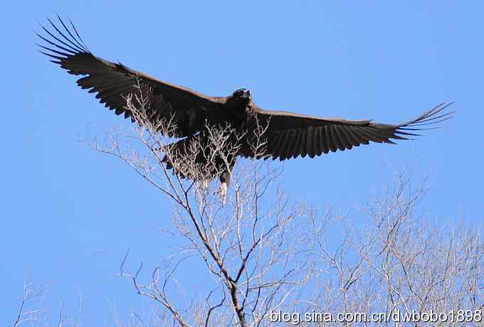 走近秃鹫：一段撼人心魄的拍摄经历