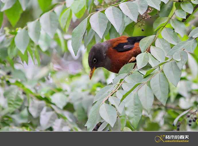 灰头鸫【实拍】