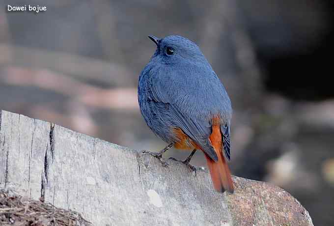 十渡几只鸟 十渡几只鸟