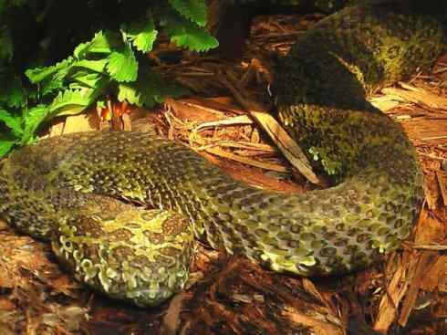 龙:传说的兽原型探秘(蝮蛇类) 龙:传说的兽原型探秘(蝮蛇类)