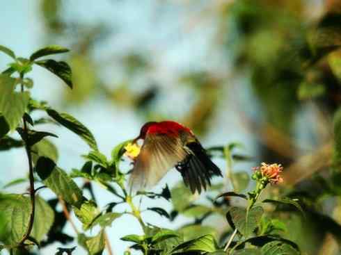 美丽无罪：雀鸟之太阳鸟