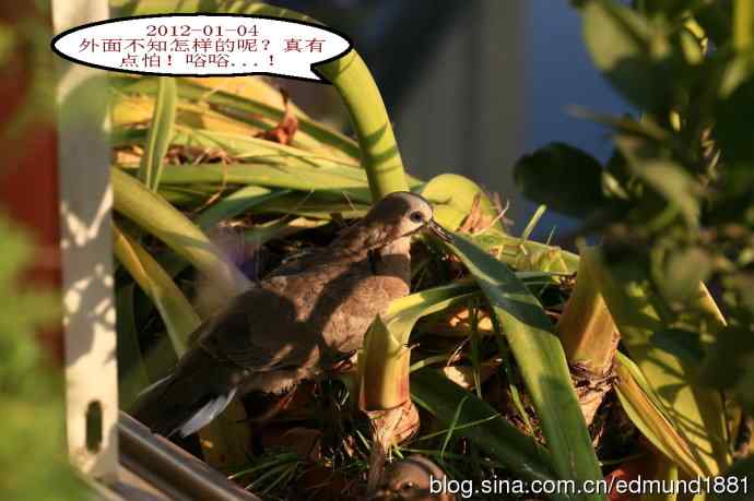 珠颈斑鸠育儿记