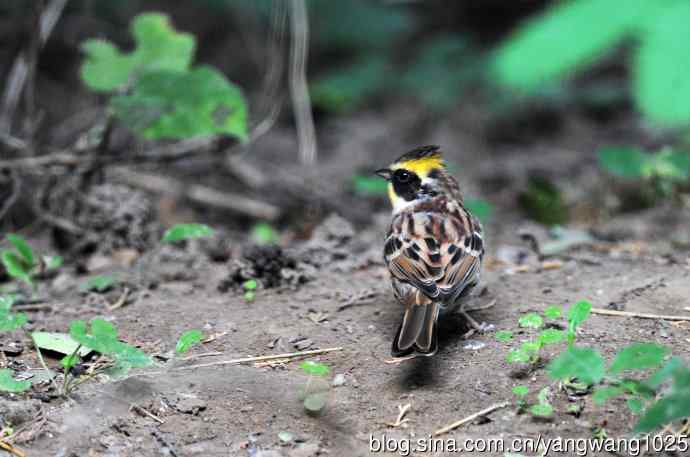 雄性黄喉鹀(3) 雄性黄喉鹀(3)