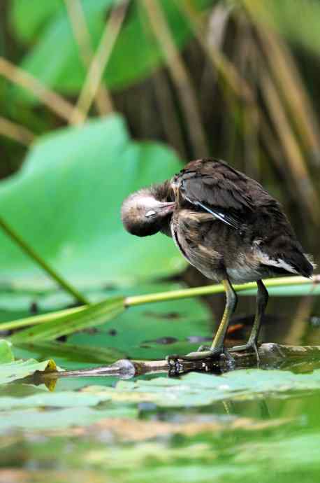黑水鸡(亚成) 黑水鸡(亚成)