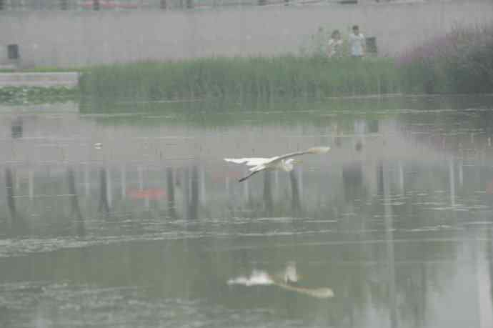 北京奥林匹克公园——再拍黑水鸡（纪实）1