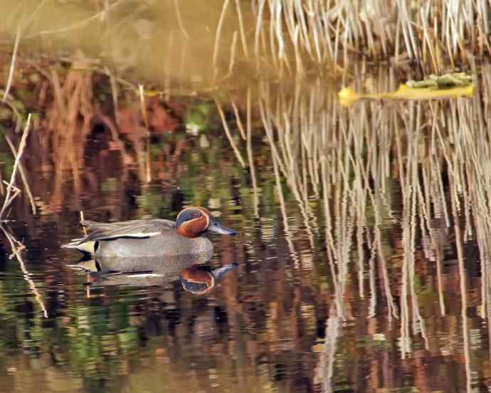 四川西昌鸟类摄影——绿翅鸭