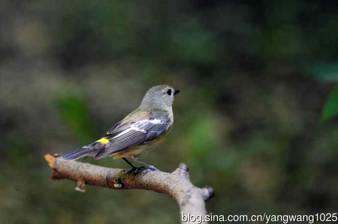 雌性白眉姬鹟（4）