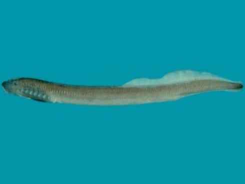 鱼类活化石：七鳃鳗