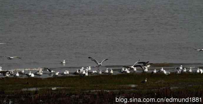 吴淞炮台湾湿地公园3月鸟况