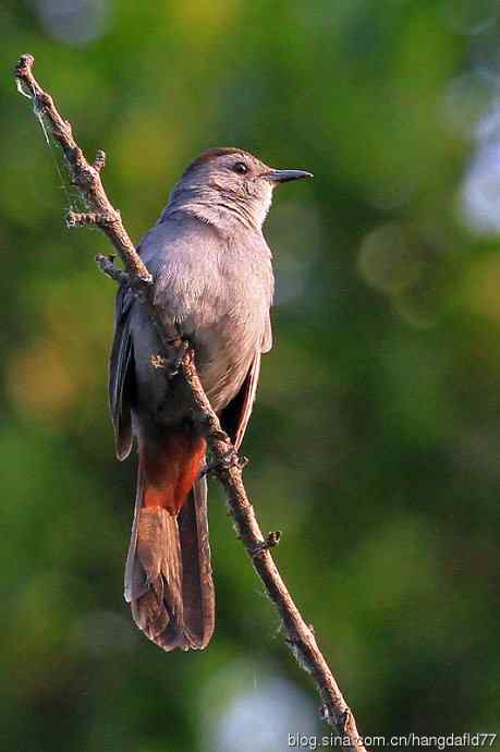美国鸟类摄影——灰猫嘲鸫
