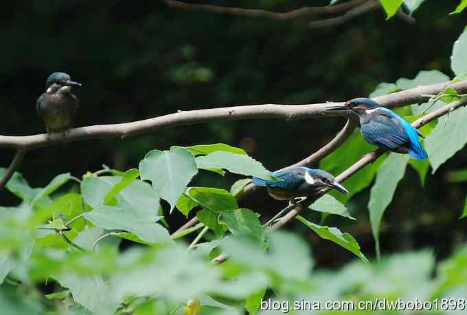 小小翠儿沐浴着父爱快乐成长--献给父亲节