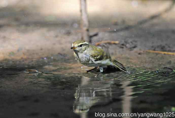 浴（黄眉柳莺）