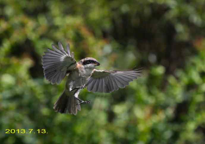 207.小伯劳成长记（3）亲鸟育儿篇