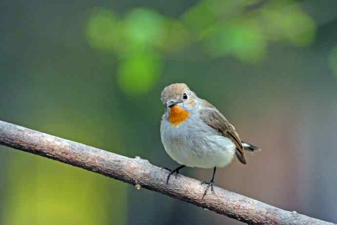 雄性红喉姬鹟(9) 雄性红喉姬鹟(9)