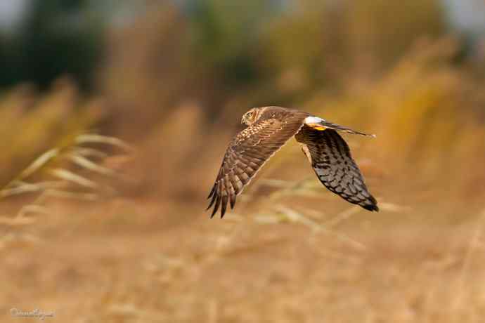 野鸭湖.夕阳下的白尾鹞