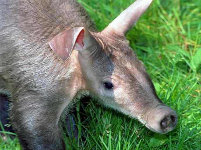 盘点十二大著名食蚁动物：土豚