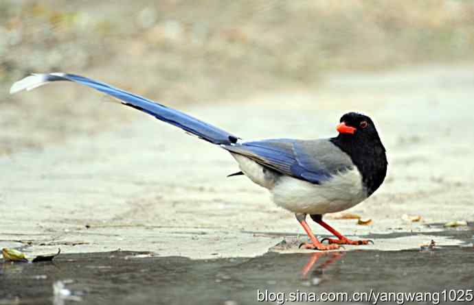北京天坛公园的鸟类——红嘴蓝鹊