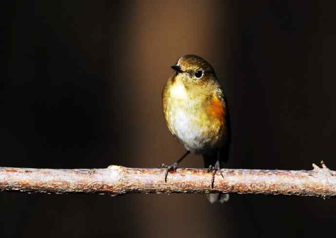 雌性红胁蓝尾鸲（19）