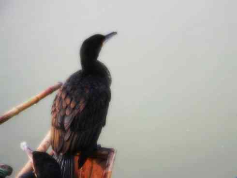 家禽驯化之源之四