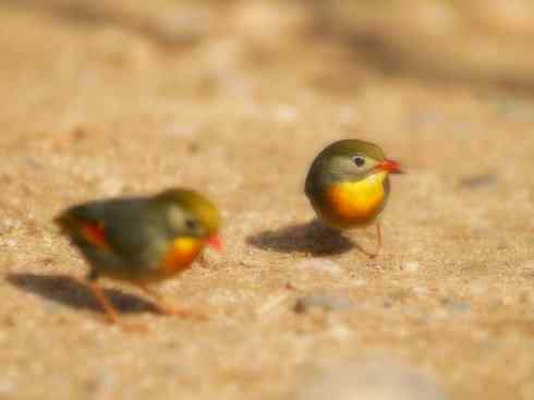 家禽驯化之源之十五 家禽驯化之源之十五