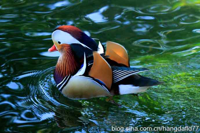鸳鸯戏水（3）
