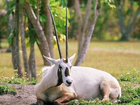 麒麟：传说的兽原型探秘（马羚）