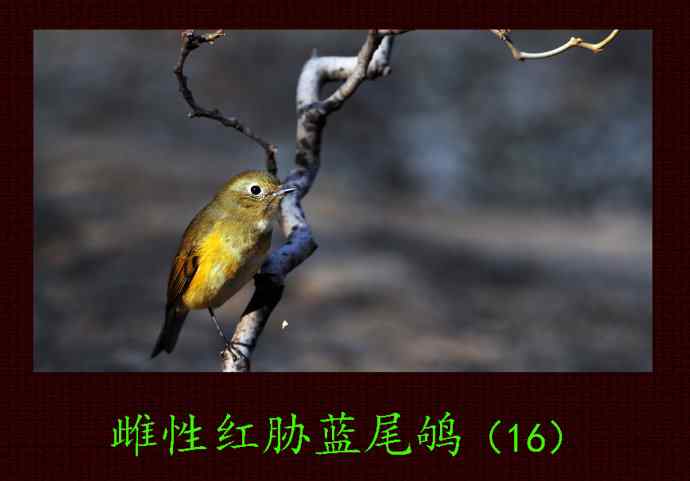 北京天坛公园的鸟类——雌性红胁蓝尾鸲（16）