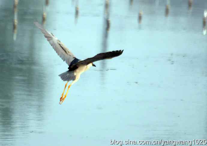 轻雾中的夜鹭 轻雾中的夜鹭