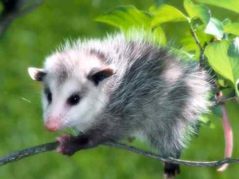 动物世界：山寨还是原创之十一（有袋类）