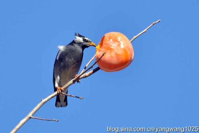 吃柿子的白头鹎 吃柿子的白头鹎