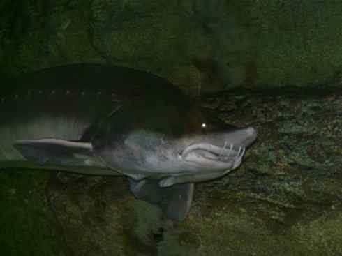 鱼类活化石:中华鲟 鱼类活化石:中华鲟