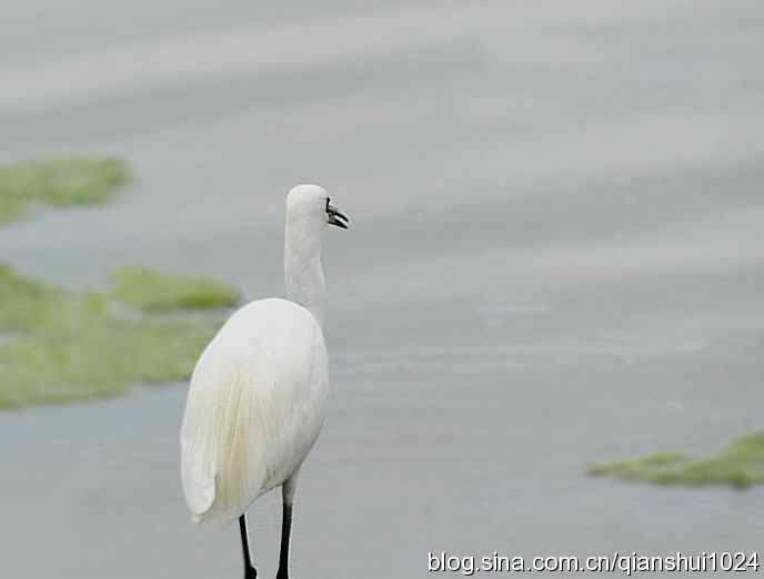 真给力小白鹭