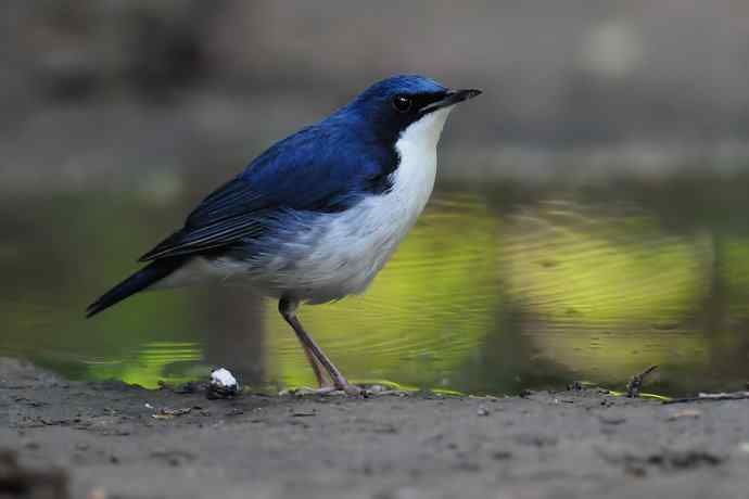 【综合】蓝歌邀宠 wbr五喉闹秋