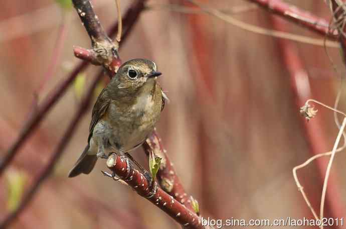 赤颈鸫和红胁蓝尾鸲