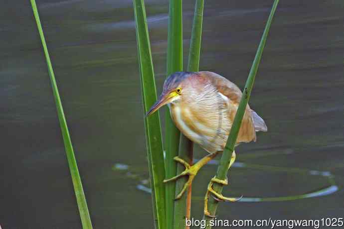 北京将府公园的鸟类——黄苇鳽专心致志