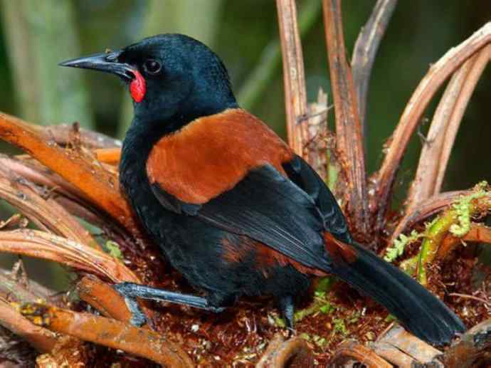 盘点十二大著名食蚁动物：短吻针鼹