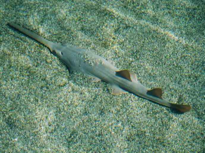 鱼类活化石：锯鳐