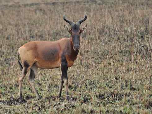 麒麟：传说的兽原型探秘（狷羚）