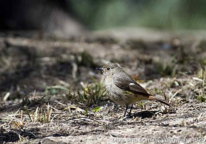 自然和谐的日坛公园（北红尾鸲）