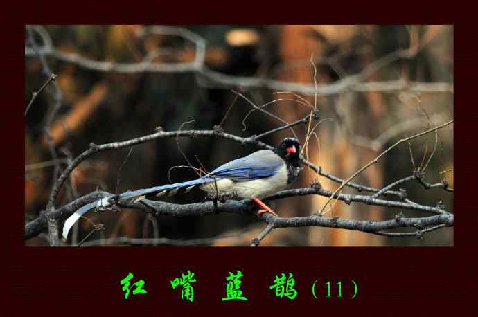北京景山公园的鸟类——红嘴蓝鹊（11）
