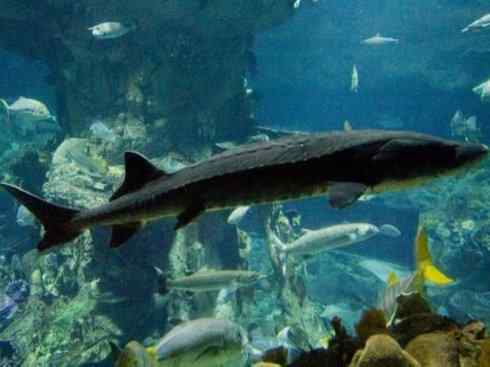 鱼类活化石:中华鲟 鱼类活化石:中华鲟