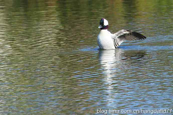 美国鸟类摄影——白枕鹊鸭（2）