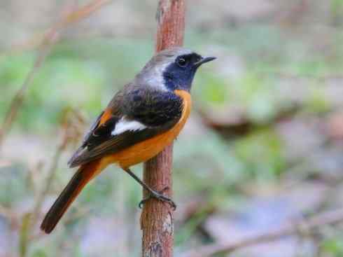 家禽驯化之源之二十七