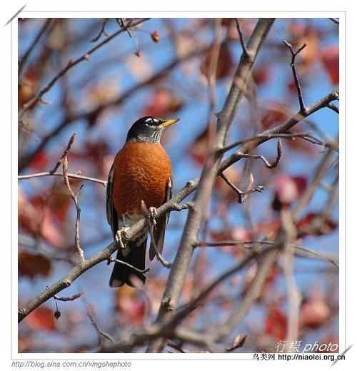 北美知更鸟, American Robin