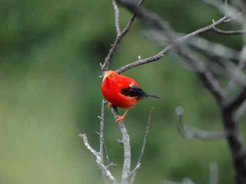 极品红色鸟类：镰嘴管舌鸟