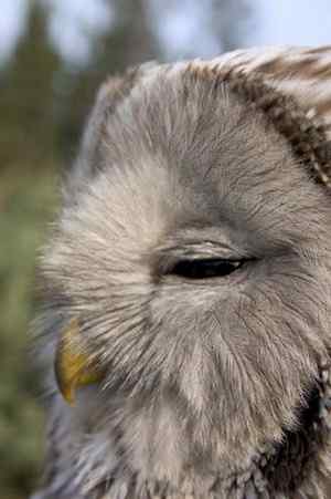 各种猫头鹰的面盘 各种猫头鹰的面盘